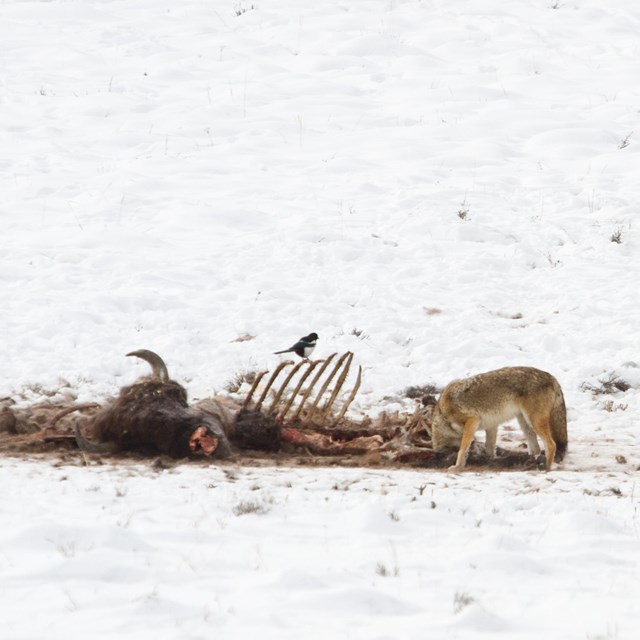 coyotes feeding on a dead bison carcass in a snowy area