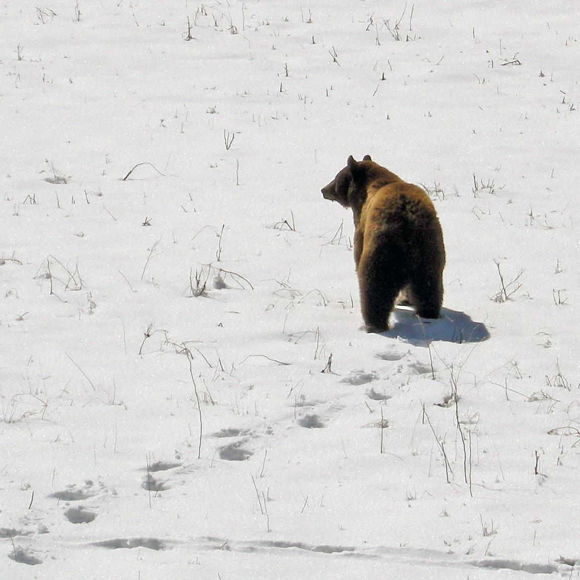 A black bear walking across snow