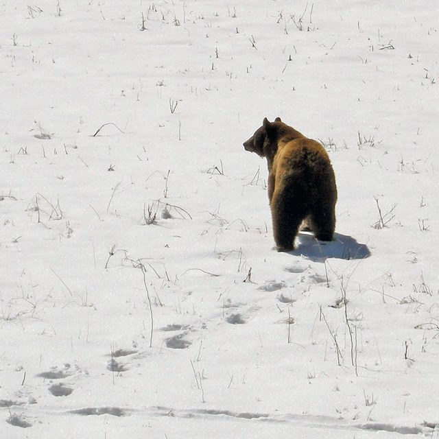 A black bear walking across snow