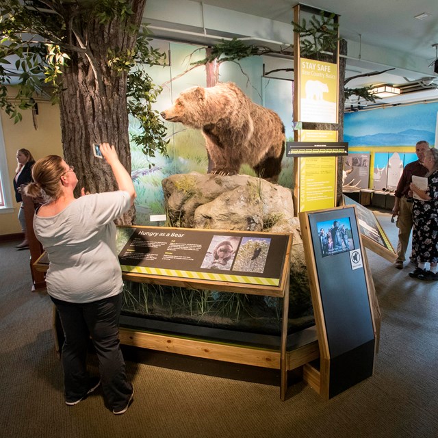 A person photographs an exhibit of a bear while other people examine other exhibits in a room.