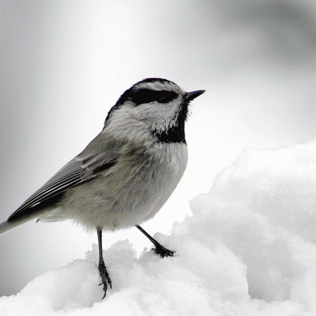 A white-breasted bird with gray and black wings and black beak on a mound of snow