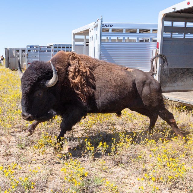 A bison leaping out of a trailer