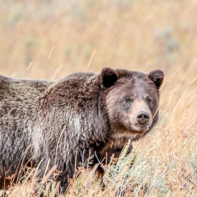 a grizzly bear walking through a grassy field