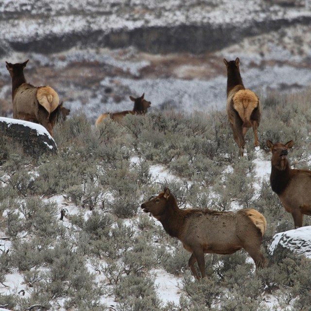 Cow elk on a sagebrush-covered hill with large boulders