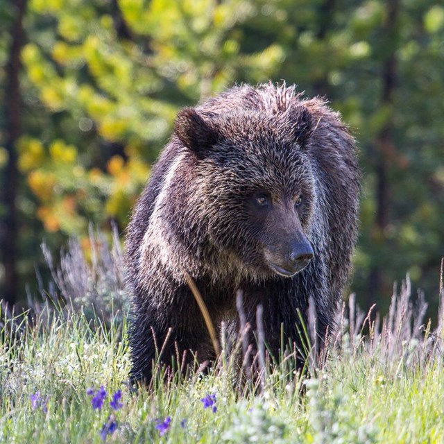 BEAR SOUND EFFECTS - Bear Roaring and Growling Sound 