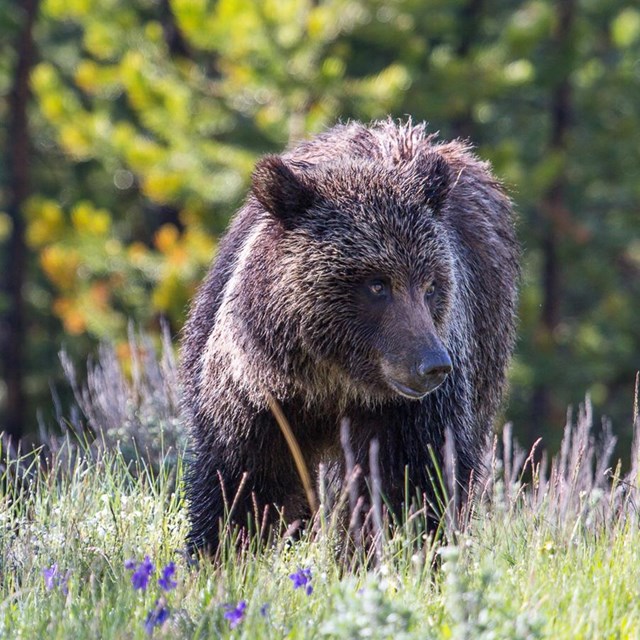 Photo of a grizzly bear in a green meadow