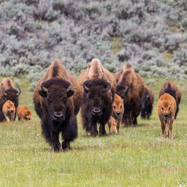 A group of bison cows and calves walking through a green meadow.