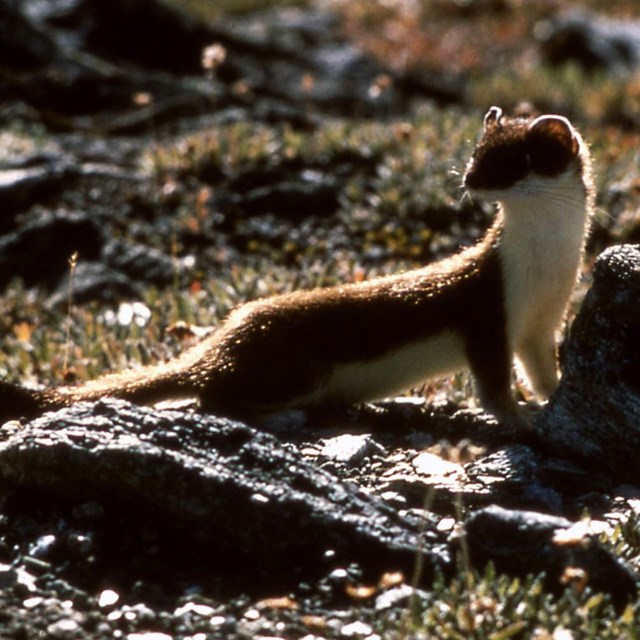 A short-tailed weasel looks back over its shoulder.