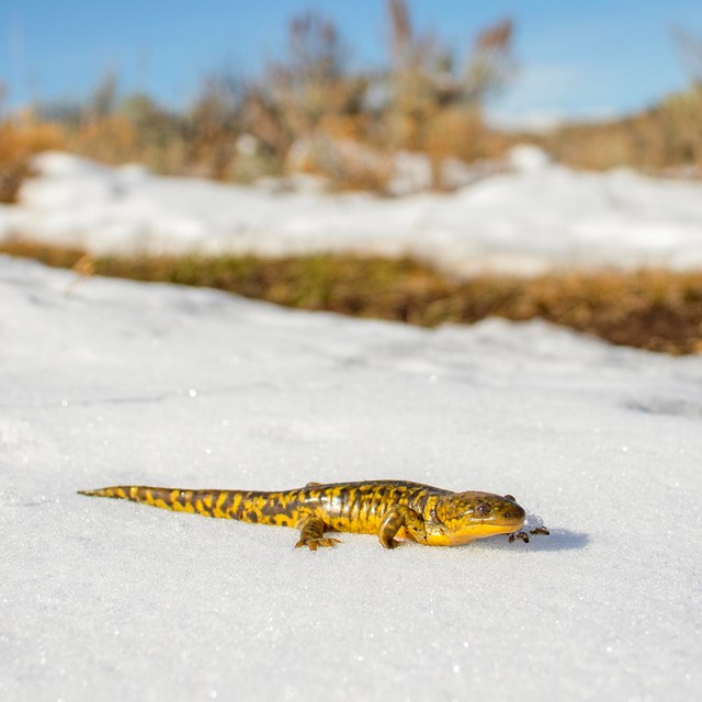 A small yellow and brown striped salamander on top of snow.