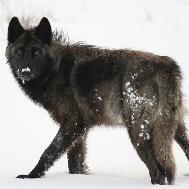 A black and dark gray wolf in snow