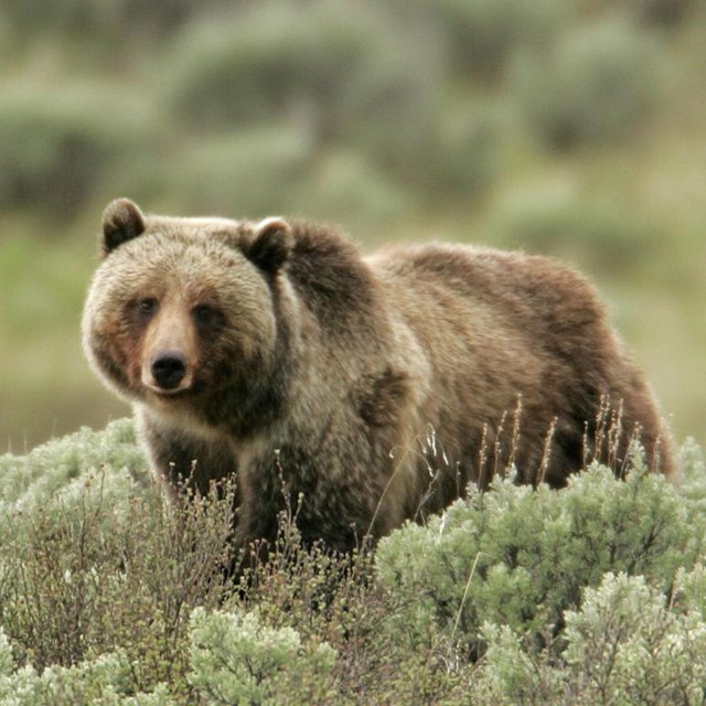A brown bear with silver-tipped fur and hump standing in sagebrush