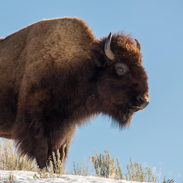 A large bull bison stands on a hill covered in some snow backed by blue sky