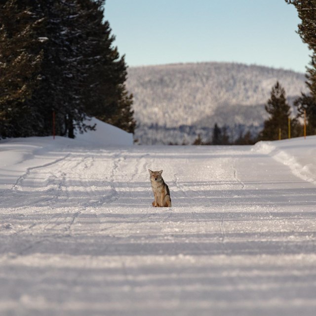 Coyote sitting in the middle of a snowy road