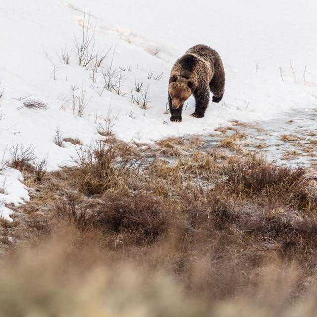 a grizzly bear walking in snow near a creek