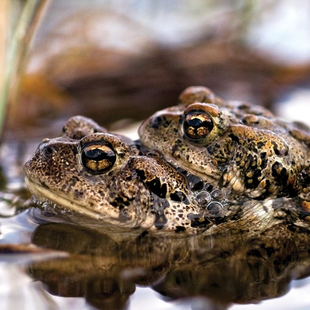 A bumpy, black spotted rests on top of another toad