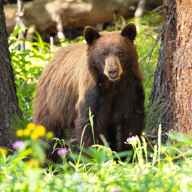black bear in tall grass