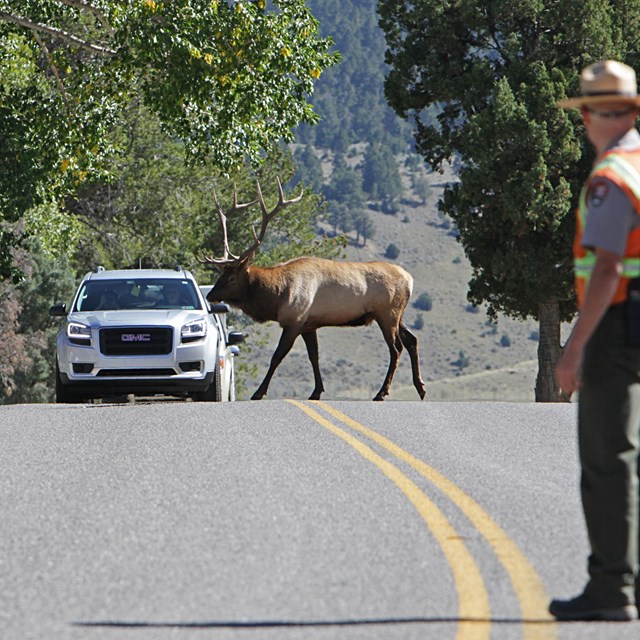 A person in a vest in the foreground while an elk walks in front of a vehicle.