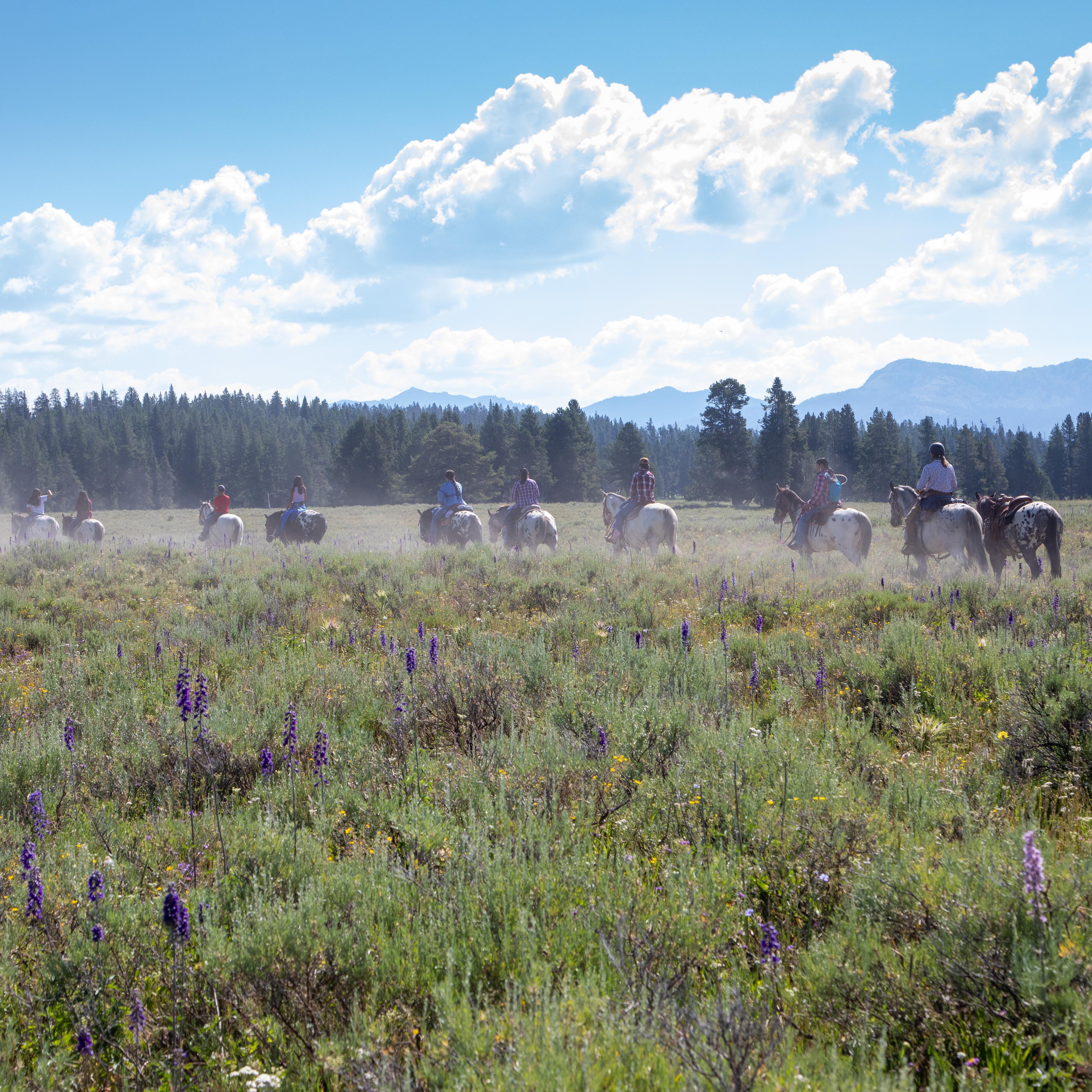 multiple people riding horseback on a trail through a wildflower-filled meadow