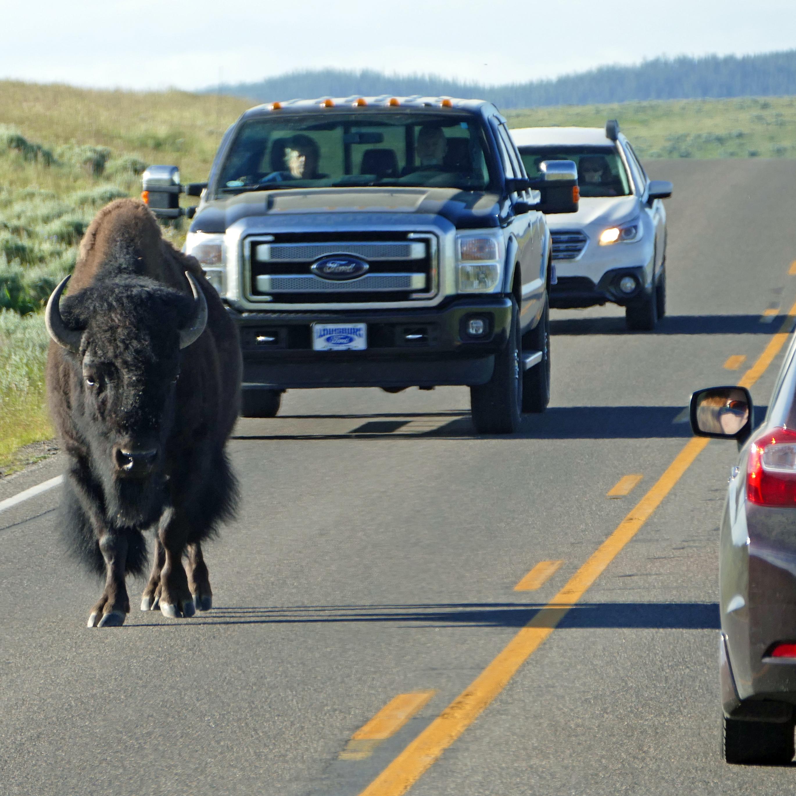 Bison and cars on road.