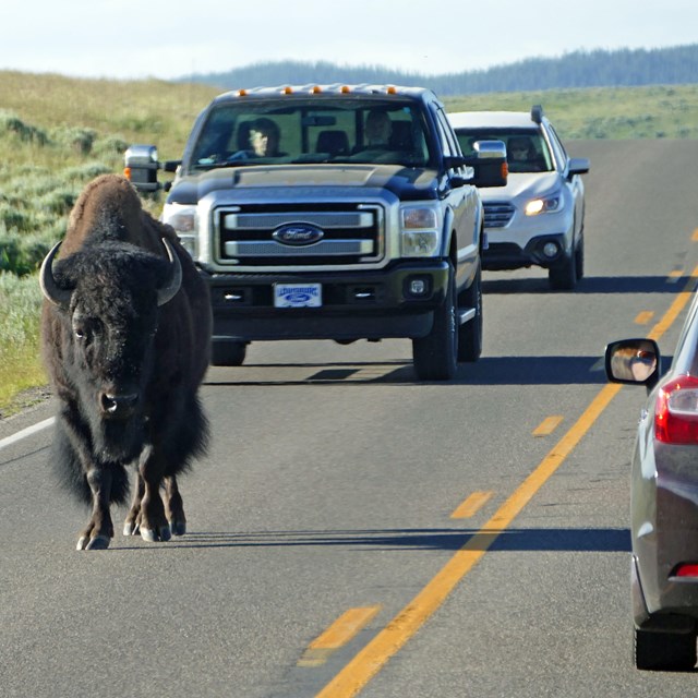 Bison and cars on road.