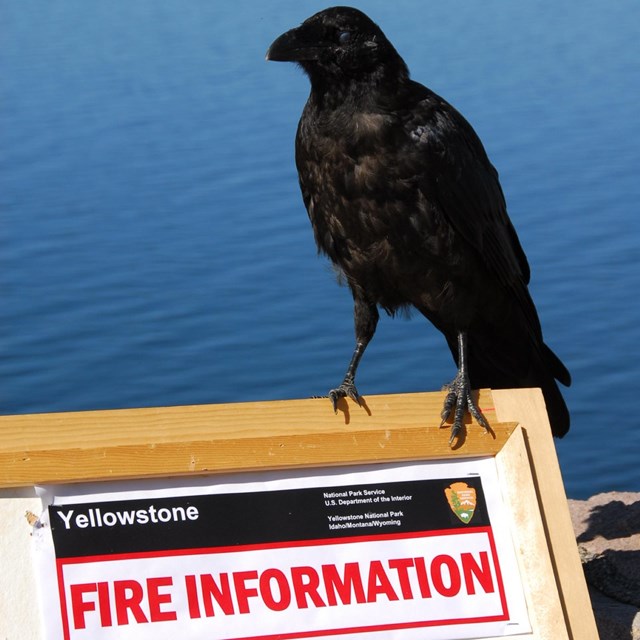 a black bird standing on a sign that reads 