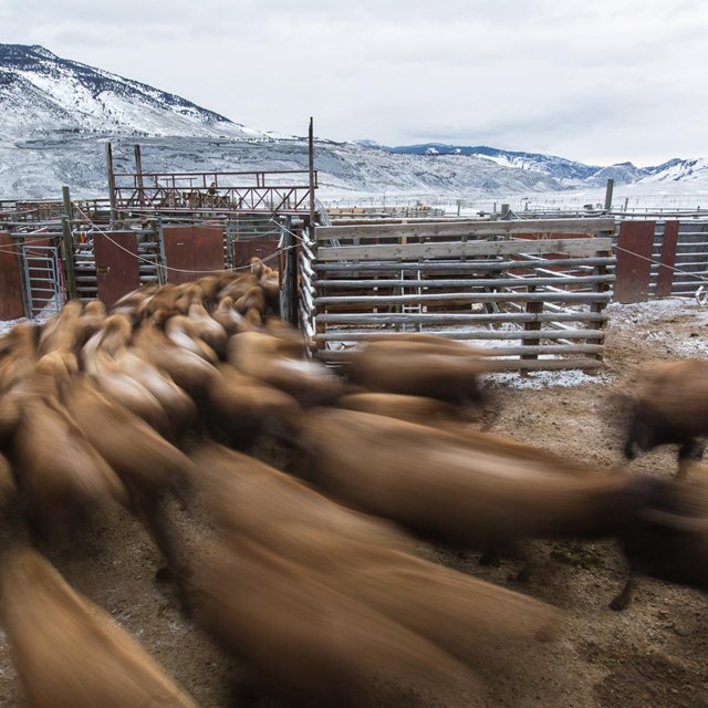 Bison move through the facility at Stephens Creek