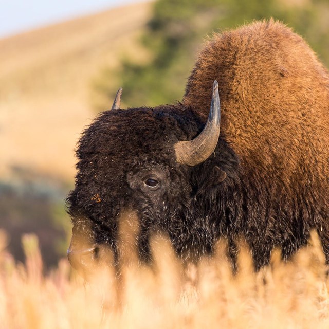 All 28+ Wallpapers what is the largest grazing animal in yellowstone park Latest All 28+ Wallpapers what is the largest grazing animal in yellowstone park Latest
