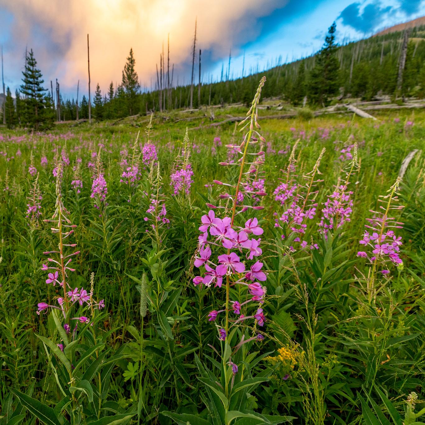 Tall, pink wildflowers in a vast, green meadow