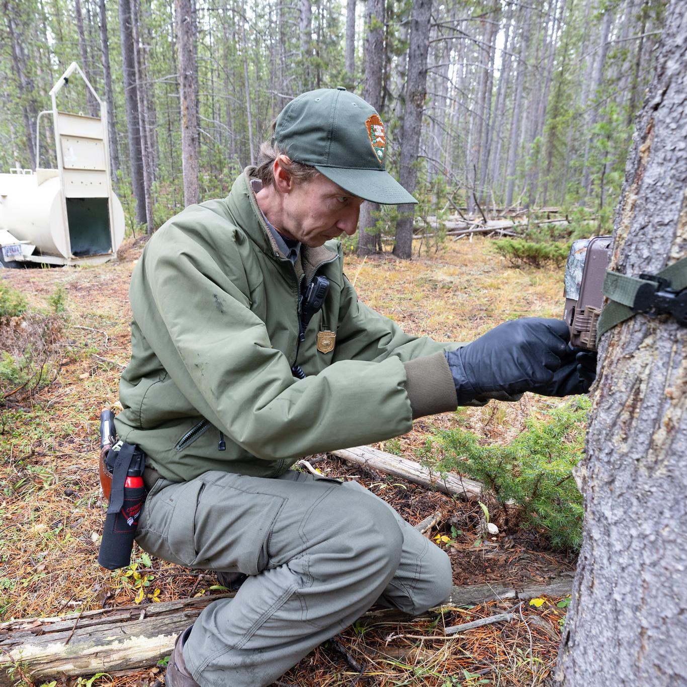 Two Hikers Injured in First Bear Attack of 2026 at Yellowstone, Prompting Widespread Closures — image 3