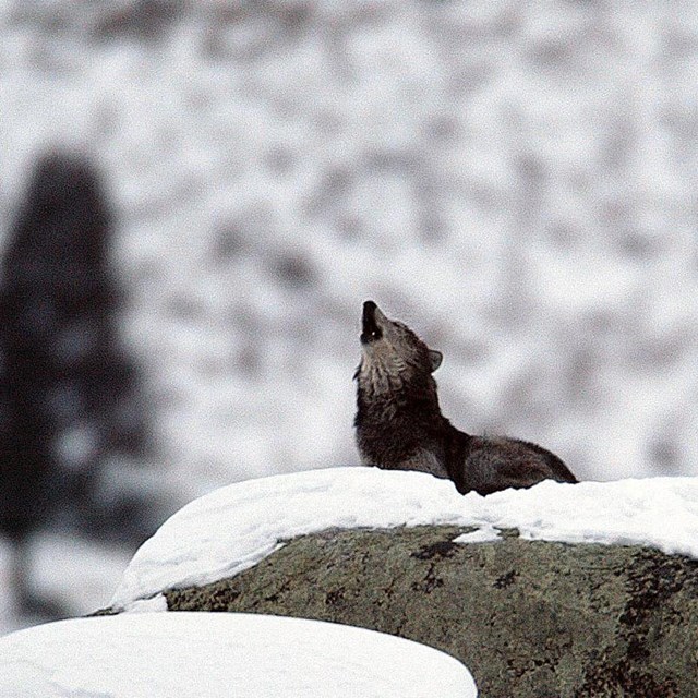 Wolf howling from atop a snowy boulder.