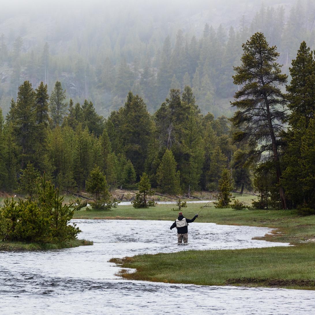 An angler standing in a winding stream and fly-fishing.