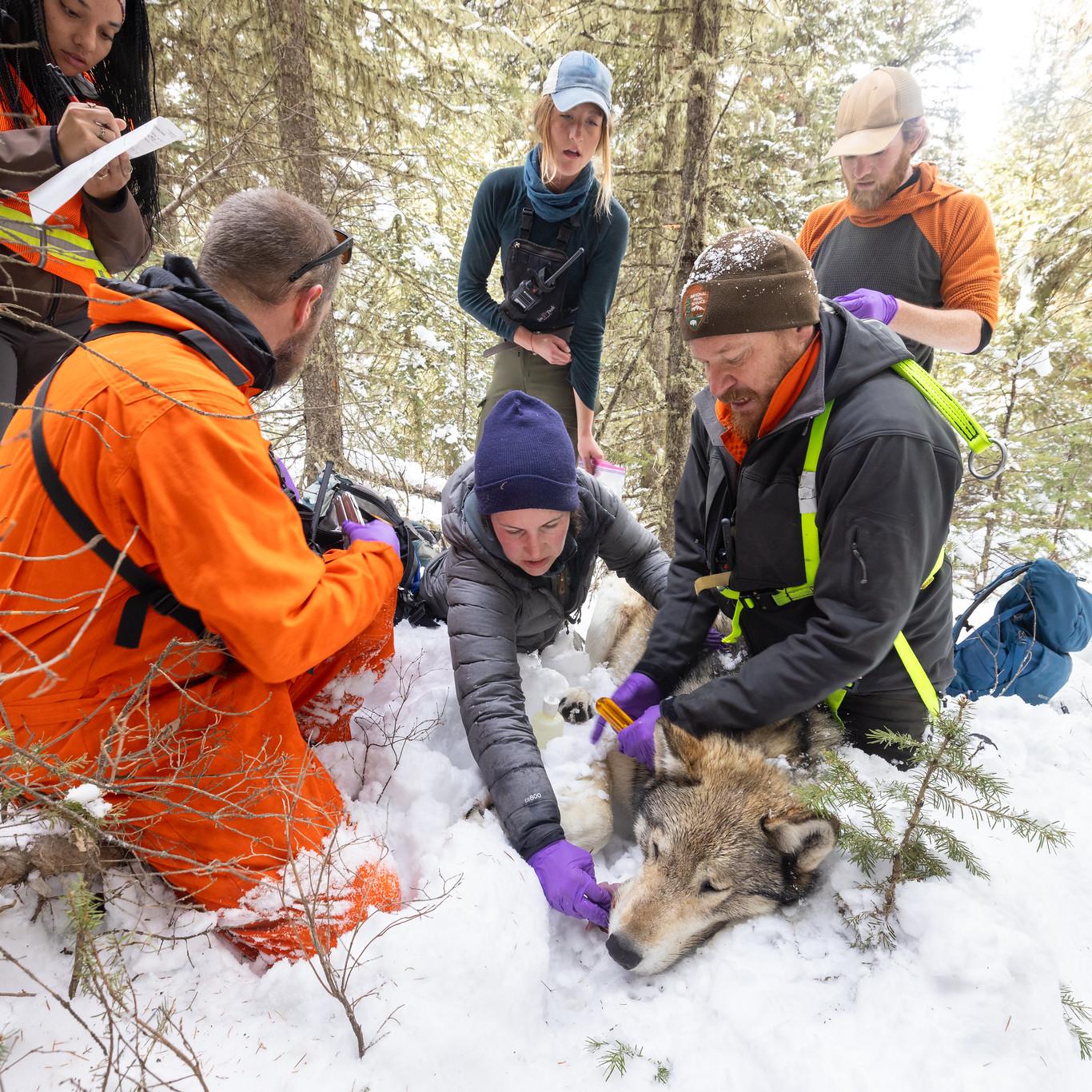 Biologists take measurements of a sedated wolf