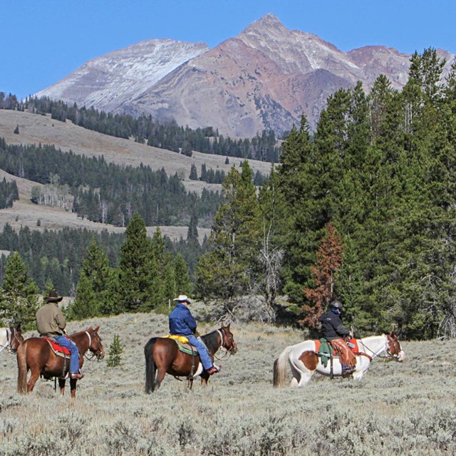 Horseback riders in Yellowstone