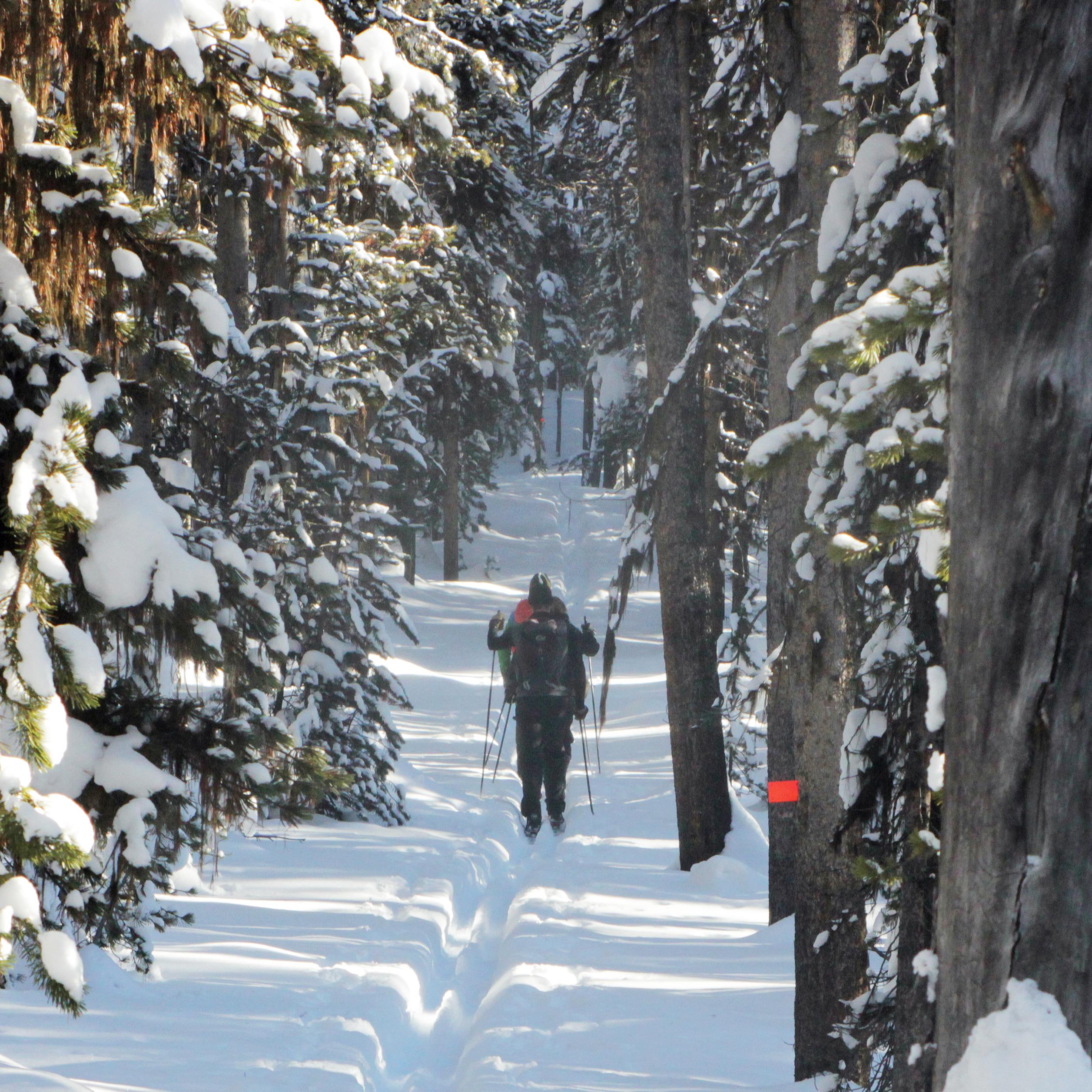Skiers moving along a trail cut through the pine forest.