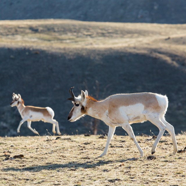Pronghorn graze across the sagebrush-steppe.