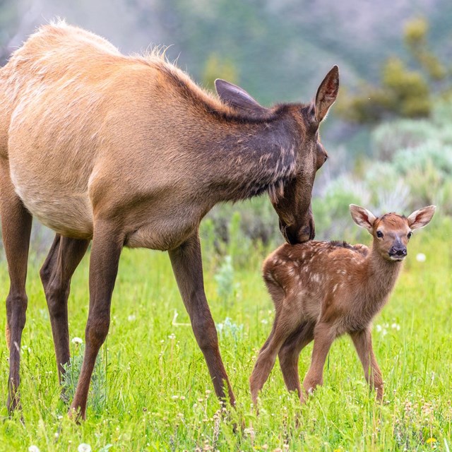 A cow elk cleans her young calf