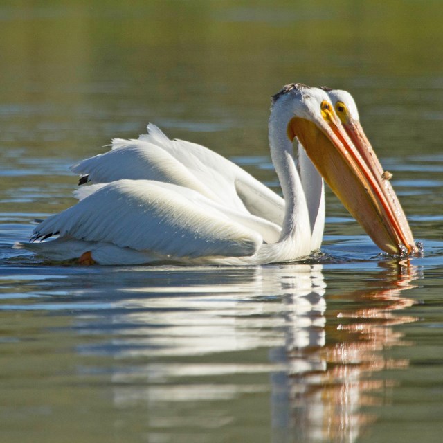 A pair of white pelicans floating on water.