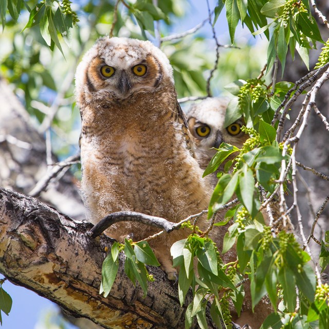 two young owls perched in a tree
