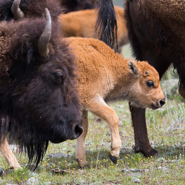 Looking at the face of a cow bison with a calf nearby