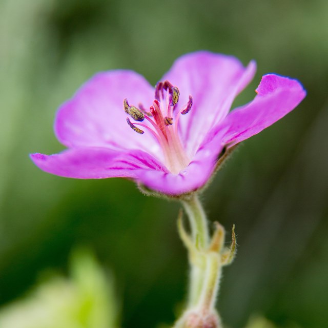 Pink flower with five petals