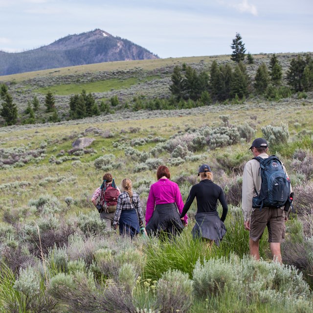 Five people walk down a trail through a sagebrush meadow with a mountain in the background
