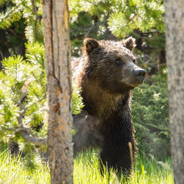 BEAR SOUND EFFECTS - Bear Roaring and Growling Sound 