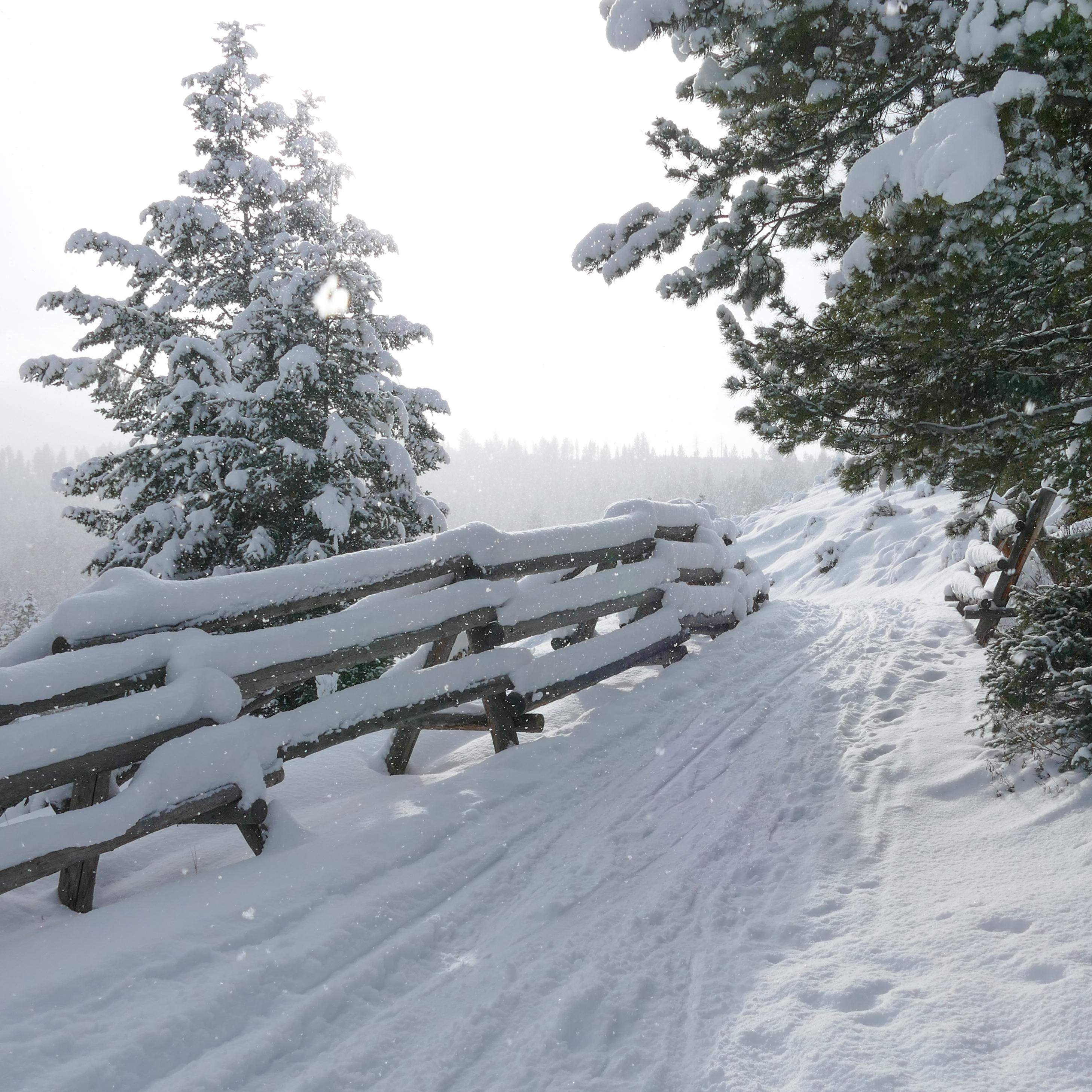 Ski trail running parallel to a wooden fence through a snowy forest scene.