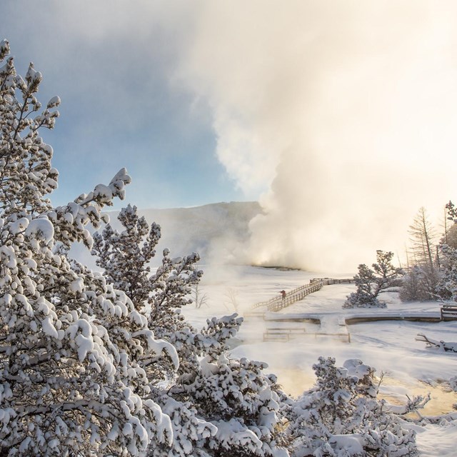 A snow-covered evergreen tree sits in the foreground of visitors on a wooden boardwalk amongst steam