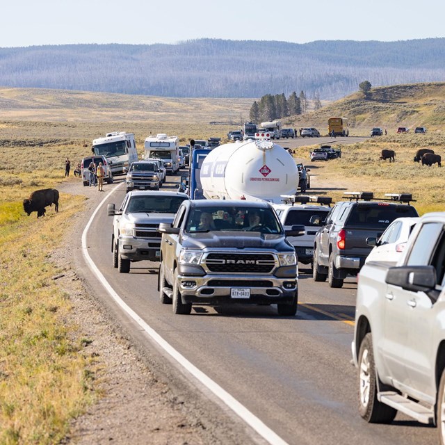 traffic in hayden valley with bison