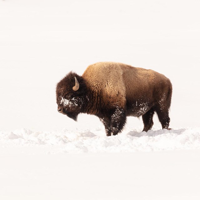 A lone bison stands in the midst of a field of snow.
