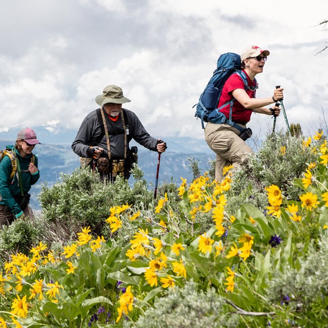 People hiking through a meadow of yellow flowers.