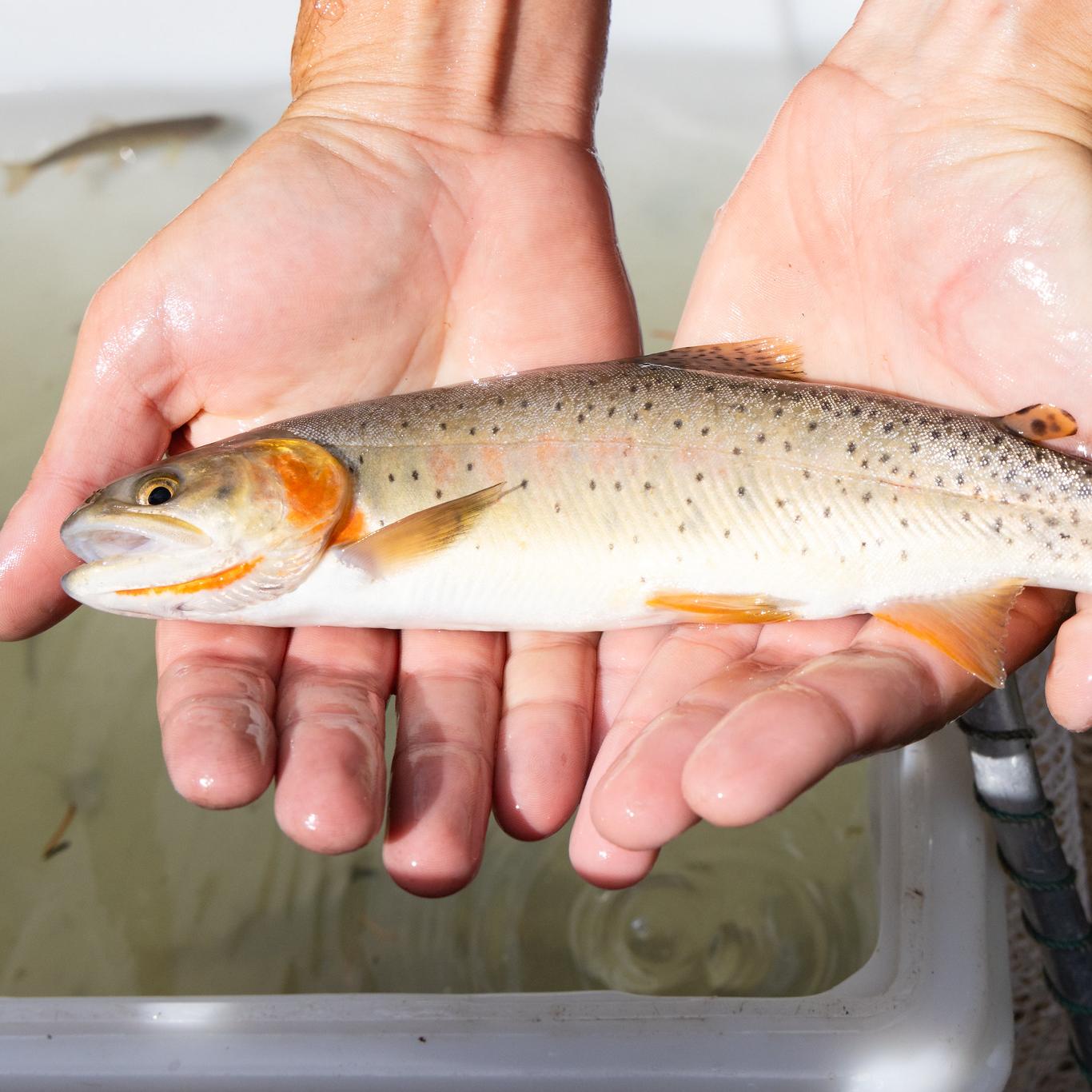 Fish Management - Yellowstone National Park (U.S. National