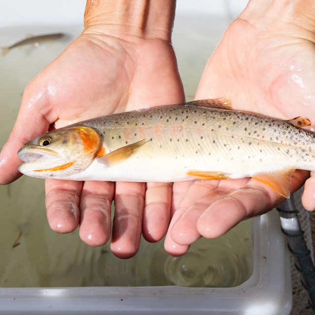A pair of hands holding a small fish