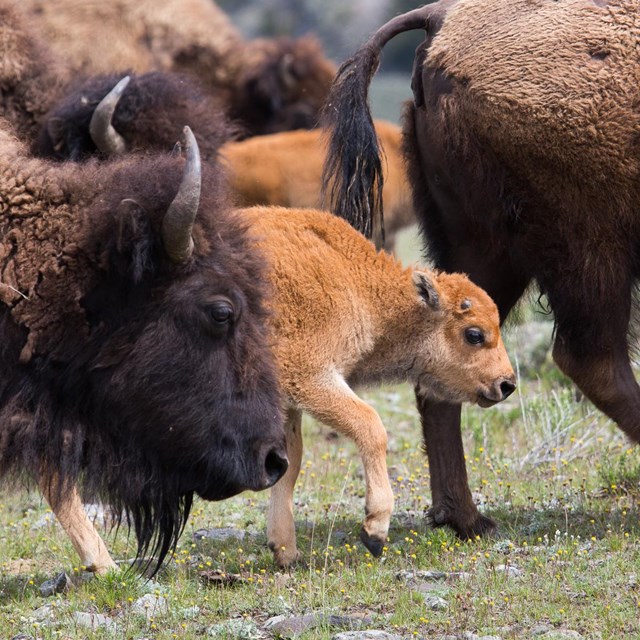 Bison cows and calves walking through Lamar Valley